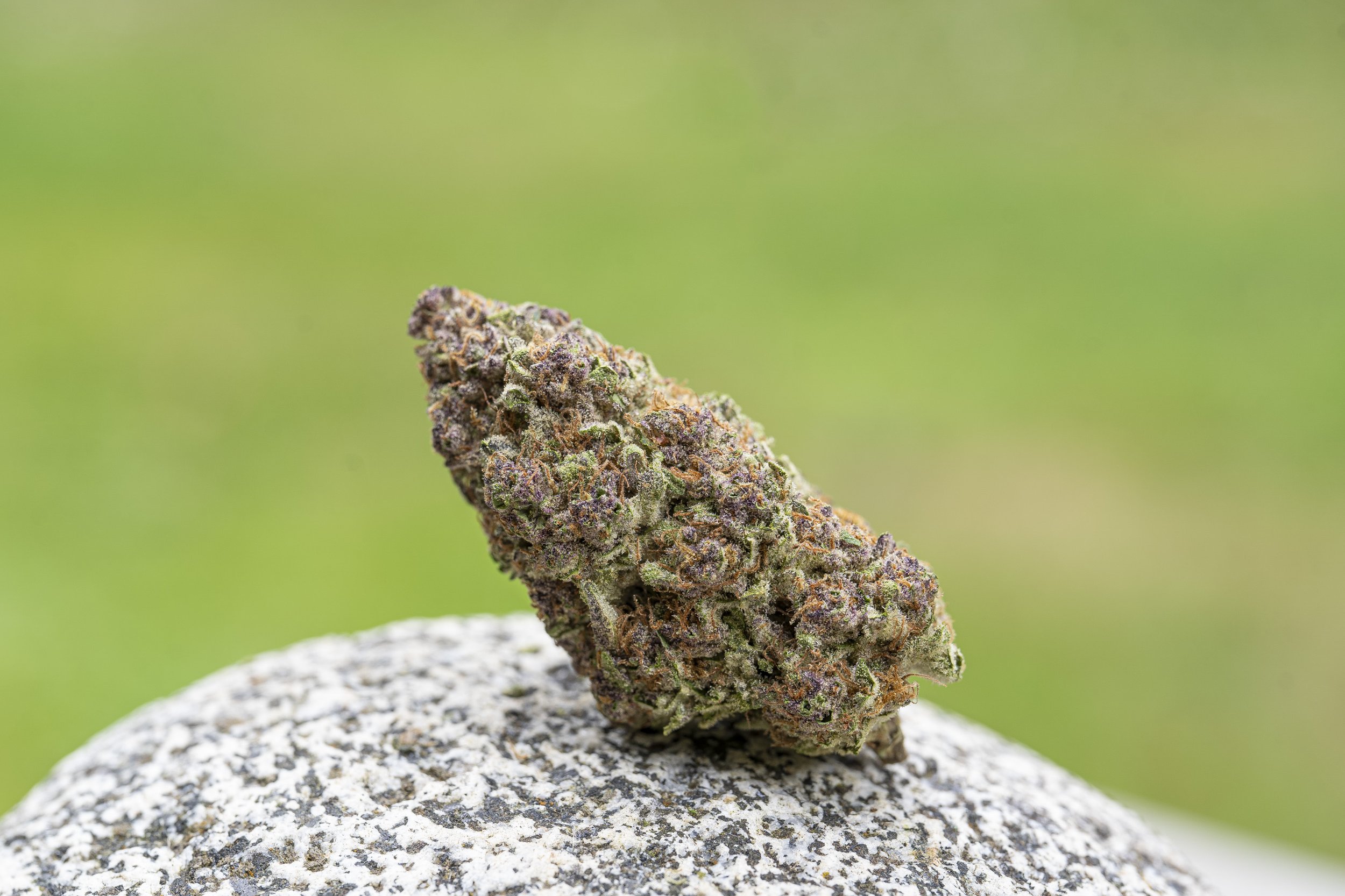 Premium Craft Cannabis Flower — Moon Made Farms Premium Craft Cannabis Flower — Moon Made Farms